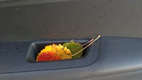 Rote, gelbe und grüne Herbstblätter Viele rosafarbenen und magentaroten Astern stockbilder Rote, gelbe und grüne Herbstblätter Viele rosafarbenen und magentaroten Astern stockbilder