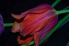 Rote gro?e Tulpe auf einem schwarzen Hintergrund wird mit Wassertropfen bedeckt lizenzfreie stockbilder Rote gro?e Tulpe auf einem schwarzen Hintergrund wird mit Wassertropfen bedeckt lizenzfreie stockbilder