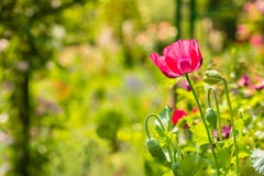 Rote Mohnblume in einer Sommerwiese am sonnigen Tag Stockfotos Rote Mohnblume in einer Sommerwiese am sonnigen Tag Stockfotos