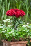 Rote Rosen im Blumentopf lizenzfreies stockfoto Rote Rosen im Blumentopf lizenzfreies stockfoto