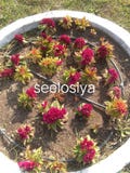Rote seeloslya Blume in indischem gardan stockbild Rote seeloslya Blume in indischem gardan stockbild
