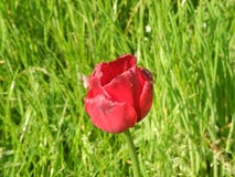 Rote Tulpe stockfotos Rote Tulpe stockfotos