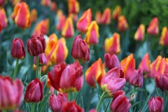 Rote und gelbe Tulpen auf dem Gebiet stockbild Rote und gelbe Tulpen auf dem Gebiet stockbild