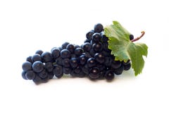 Rote Weinreben lizenzfreies stockbild Rote Weinreben lizenzfreies stockbild