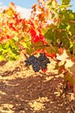 Rote Weintraube und bunten Herbstlaub lizenzfreie stockbilder Rote Weintraube und bunten Herbstlaub lizenzfreie stockbilder