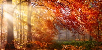 Roter Herbstbaum mit nebelhaften Sonnenstrahlen Stockfotografie Roter Herbstbaum mit nebelhaften Sonnenstrahlen Stockfotografie