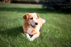 Roter Hund, der auf dem Gras liegt stockfotografie Roter Hund, der auf dem Gras liegt stockfotografie