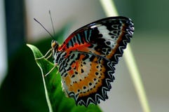 Roter orange und schwarzer Schmetterling auf einem grünen Blatt mit unscharfem backgound mit selektivem Fokus stockfoto Roter orange und schwarzer Schmetterling auf einem grünen Blatt mit unscharfem backgound mit selektivem Fokus stockfoto