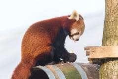 Roter Panda, der einen Apfel isst lizenzfreies stockfoto Roter Panda, der einen Apfel isst lizenzfreies stockfoto