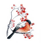Roter Vogel auf der wilden Aschniederlassung mit roten Beeren lizenzfreie abbildung Roter Vogel auf der wilden Aschniederlassung mit roten Beeren lizenzfreie abbildung