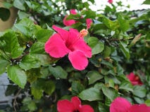 Rotes Hibiscus syriacus lizenzfreies stockfoto Rotes Hibiscus syriacus lizenzfreies stockfoto
