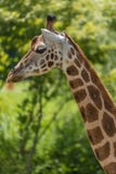 Rothschild-Giraffe im Detail lizenzfreies stockfoto Rothschild-Giraffe im Detail lizenzfreies stockfoto