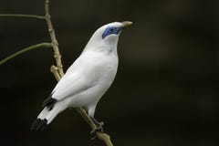 Rothschild Mynah, Leucopsar rothschildi - obraz royalty free Rothschild Mynah, Leucopsar rothschildi - obraz royalty free