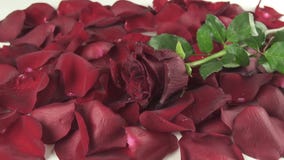 Rotrose mit den Wassertropfen, die auf Hintergrund des Blumenblattzeitlupeaktien-Gesamtlängenvideos fallen stock video Rotrose mit den Wassertropfen, die auf Hintergrund des Blumenblattzeitlupeaktien-Gesamtlängenvideos fallen stock video