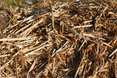 Rotten corn plant residues, garden remains, dried corn plant