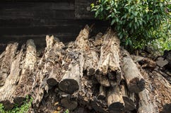 Rotten mangrove wood royalty free stock photos Rotten mangrove wood royalty free stock photos