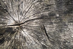 Rotten old tree trunk texture stock photography Rotten old tree trunk texture stock photography
