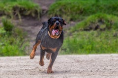 Rottweiler Dog Running In The Rain stock photography Rottweiler Dog Running In The Rain stock photography