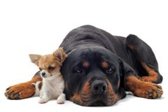 Rottweiler e chihuahua del cucciolo fotografia stock libera da diritti Rottweiler e chihuahua del cucciolo fotografia stock libera da diritti