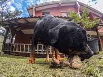 Rottweiler Male Dog Chewing A Big Bone royalty free stock photo Rottweiler Male Dog Chewing A Big Bone royalty free stock photo