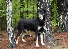 Rottweiler Shepherd mixed breed dog standing in trees on leash, pet rescue adoption photography stock photo Rottweiler Shepherd mixed breed dog standing in trees on leash, pet rescue adoption photography stock photo