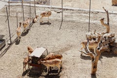 Rotwild sind, machend essend und Pause auf dem Bauernhof stockbild Rotwild sind, machend essend und Pause auf dem Bauernhof stockbild