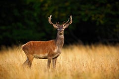 Rotwildhirsch, brüllen majestätisches starkes erwachsenes Tier außerhalb des Herbstwaldes, großes Tier im Naturwaldlebensraum, En lizenzfreies stockfoto Rotwildhirsch, brüllen majestätisches starkes erwachsenes Tier außerhalb des Herbstwaldes, großes Tier im Naturwaldlebensraum, En lizenzfreies stockfoto