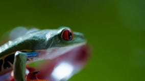 Rotäugiger Amazonas-Baum-Frosch Agalychnis Callidryas unter dem Regen stockbild Rotäugiger Amazonas-Baum-Frosch Agalychnis Callidryas unter dem Regen stockbild