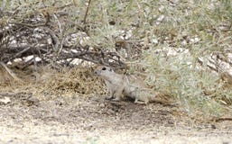 Round Tailed Ground Squirrel, Sweetwater Wetlands, Tucson Arizona desert royalty free stock images Round Tailed Ground Squirrel, Sweetwater Wetlands, Tucson Arizona desert royalty free stock images