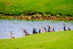 Row of Egyption Goose at Saadiyat Lake stock image Row of Egyption Goose at Saadiyat Lake stock image