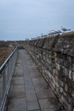 A row of seabirds resting on the ramparts of a castle royalty free stock photo A row of seabirds resting on the ramparts of a castle royalty free stock photo