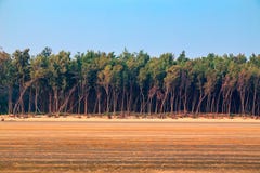 Row of trees at end of a beach royalty free stock photo Row of trees at end of a beach royalty free stock photo