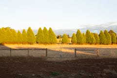 Row of trees on a farm Stock Photo Row of trees on a farm Stock Photo
