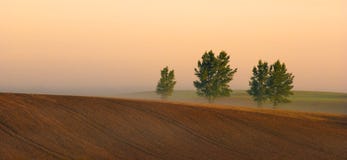 Row of trees in fog in autumn stock images Row of trees in fog in autumn stock images