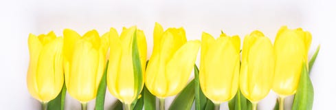 Row of yellow spring flowers on a light background royalty free stock photography Row of yellow spring flowers on a light background royalty free stock photography