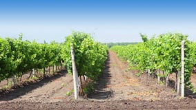 Rows of the vineyard