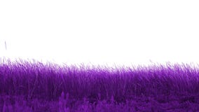 Roxo bonito do prado filme Roxo bonito do prado filme