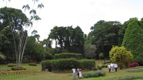Royal Botanic Gardens of Peradeniya in Kandy. Sri Lanka.