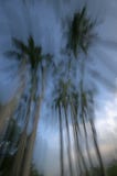 Royal Palm abract in Greynolds Park, Florida stock photography Royal Palm abract in Greynolds Park, Florida stock photography