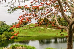 Royal Poinciana tree Delonix Regia also called Flame Tree stock photo Royal Poinciana tree Delonix Regia also called Flame Tree stock photo