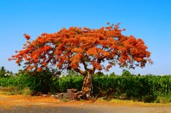 Royal Poinciana Tree Gulmohar , Delonix regia near Pune, Maharashtra