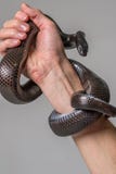 The royal snake of Nigrit surrounds the male hand. Gray background. Animals, reptiles stock photo The royal snake of Nigrit surrounds the male hand. Gray background. Animals, reptiles stock photo