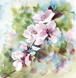 Roze bloeiende de kersenbloesem van de waterverfillustratie in de lente vector illustratie Roze bloeiende de kersenbloesem van de waterverfillustratie in de lente vector illustratie