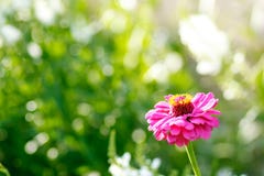 Roze bloem in de tuin stock afbeelding Roze bloem in de tuin stock afbeelding