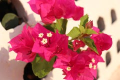 Roze Bloem met witte muur stock foto's Roze Bloem met witte muur stock foto's