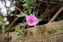 Roze bloemen van lavatera het hangen over houten omheining, geselecteerde nadruk royalty-vrije stock afbeeldingen Roze bloemen van lavatera het hangen over houten omheining, geselecteerde nadruk royalty-vrije stock afbeeldingen