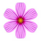 Roze Cosmea Rose Flower Kaleidoscope Isolated op Wit stock afbeeldingen Roze Cosmea Rose Flower Kaleidoscope Isolated op Wit stock afbeeldingen