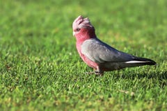 Roze en grijze galah stock afbeelding Roze en grijze galah stock afbeelding