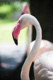 Roze Flamingo royalty-vrije stock afbeelding Roze Flamingo royalty-vrije stock afbeelding