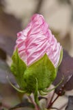 Roze Hibiscusknop met regendalingen tegen een vage bokeh achtergrond stock foto's Roze Hibiscusknop met regendalingen tegen een vage bokeh achtergrond stock foto's